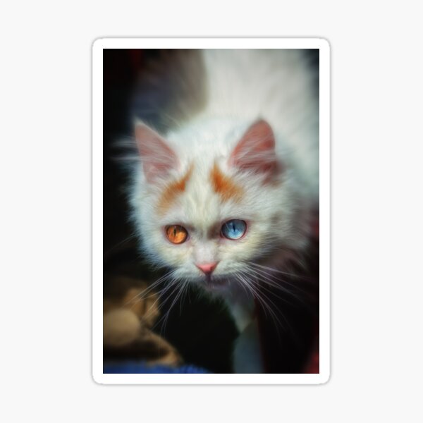 Item preview, Odd-Eyed Persian Kitten designed and sold by BonniePhantasm.