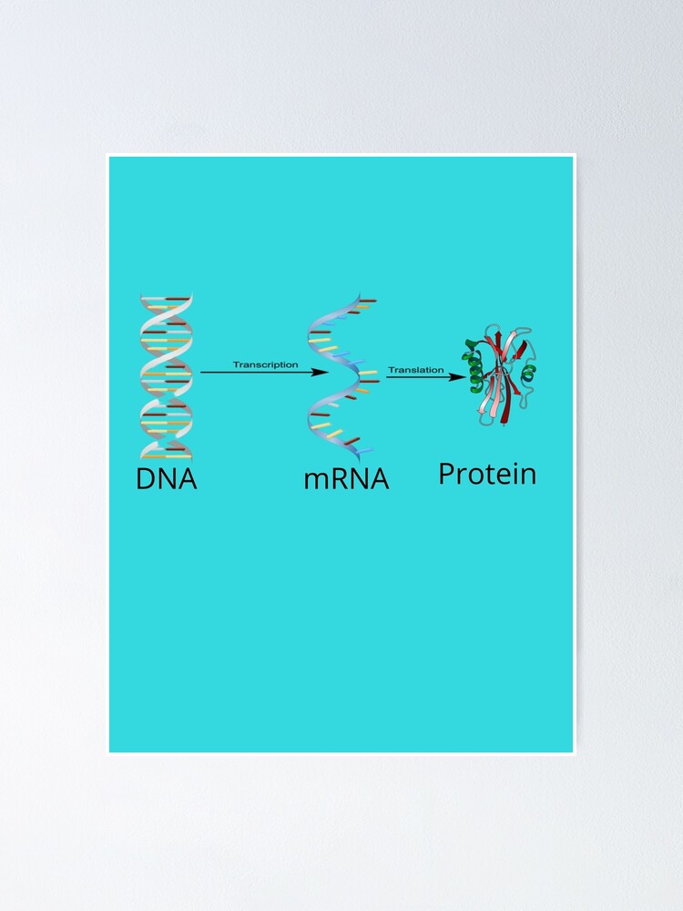 dibujos animados de síntesis de proteínas