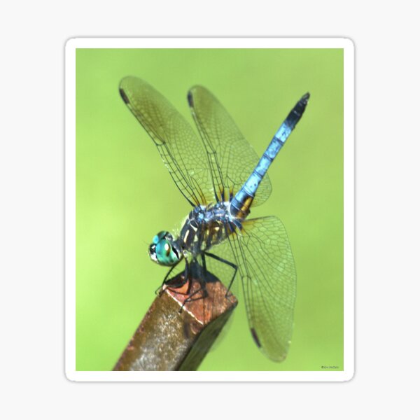 Dragonfly Sticker