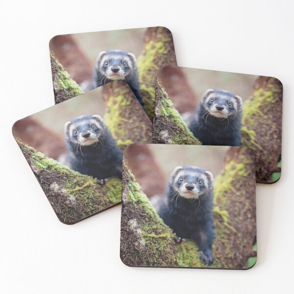 Item preview, Kalani Dark Sable Polecat Ferret designed and sold by PurpleBluesPets.