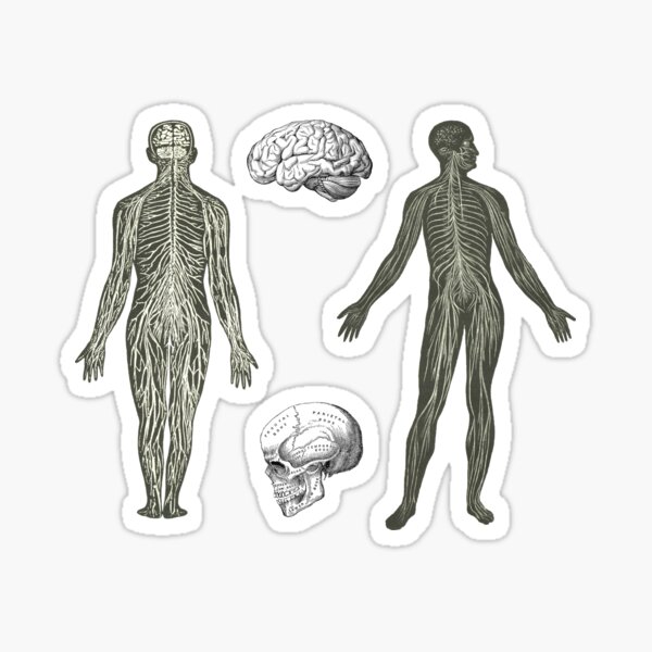 Item preview, Anatomy Physiology Sticker Pack - Vintage Biology Sticker Sheet designed and sold by elevens.