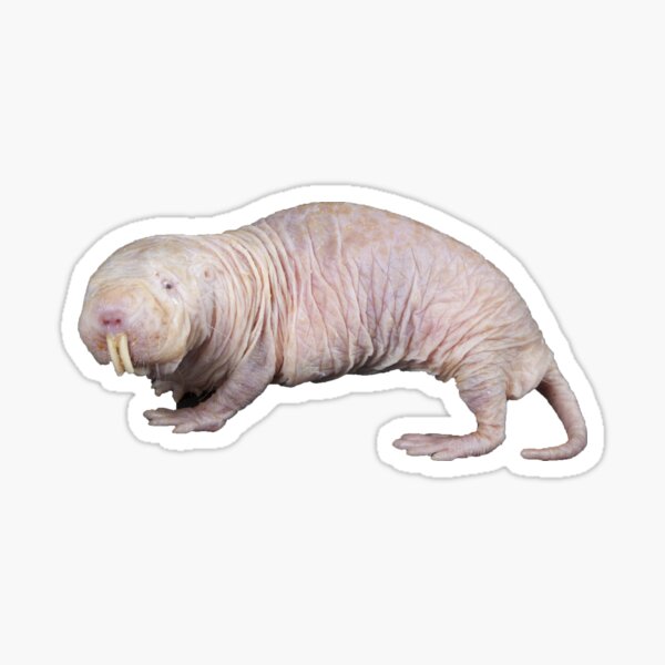 Stickers Sur Le Theme Rat Taupe Nu Redbubble