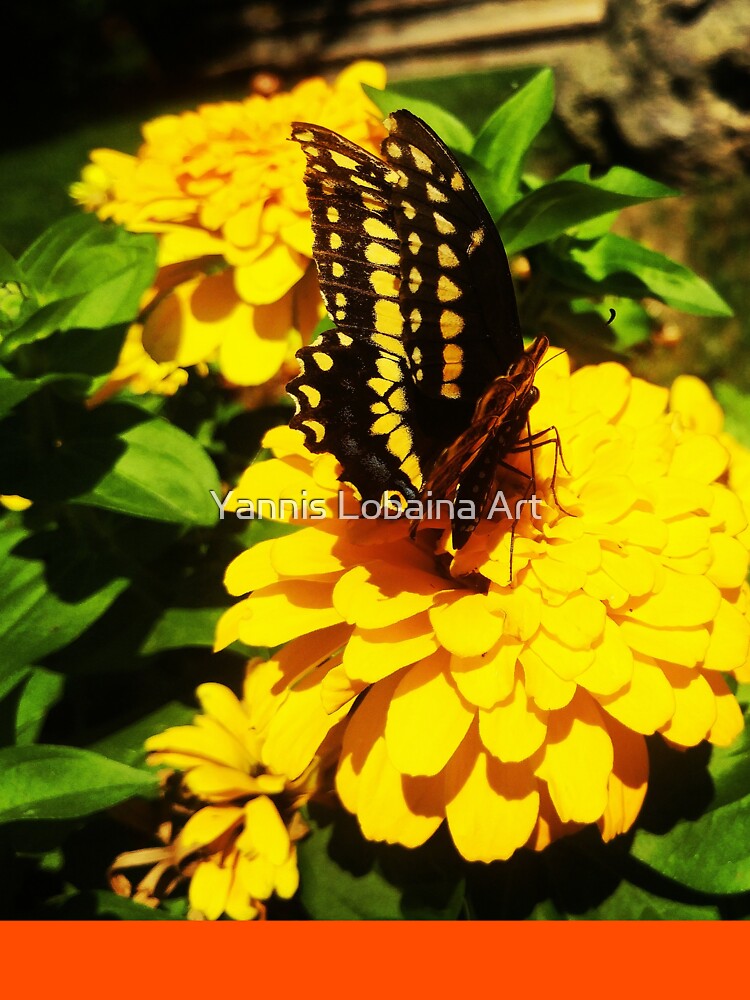 Yellow butterfly by Yannis Lobaina by lobaina1979