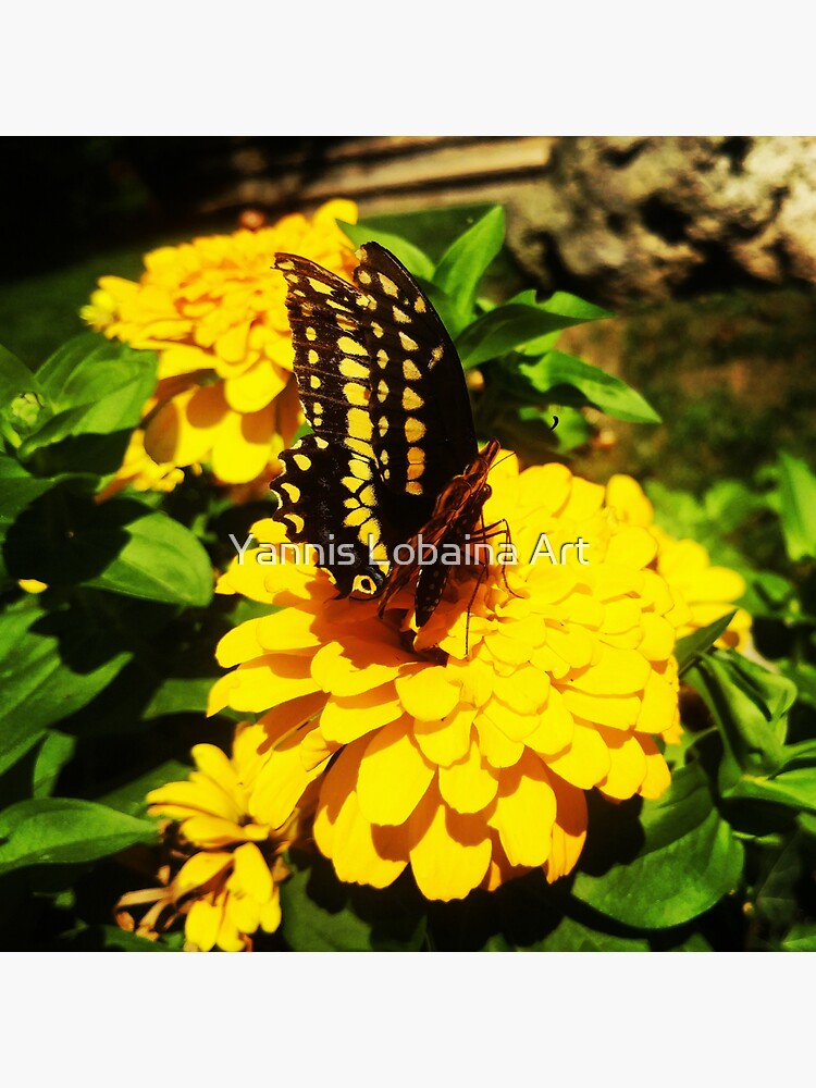 Yellow butterfly by Yannis Lobaina by lobaina1979