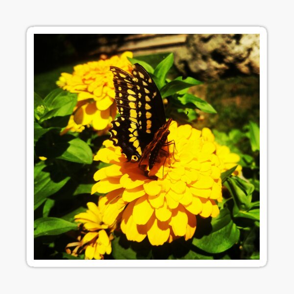 Yellow butterfly by Yannis Lobaina Sticker
