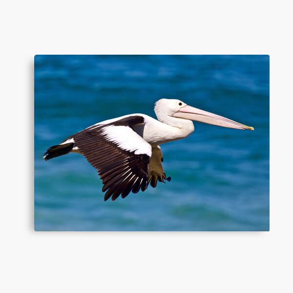Item preview, Australian Pelican designed and sold by Wanderingeagles.