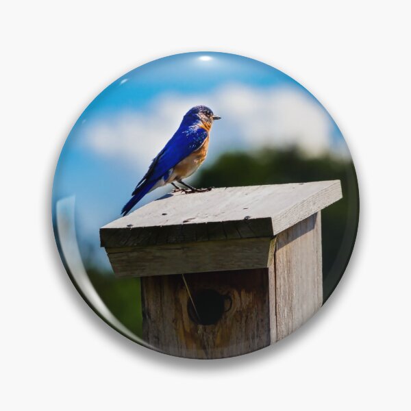 Item preview, Bluebird On Nest Box designed and sold by Robert Alsop.