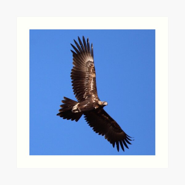 Wedge-tailed Eagle Art Print