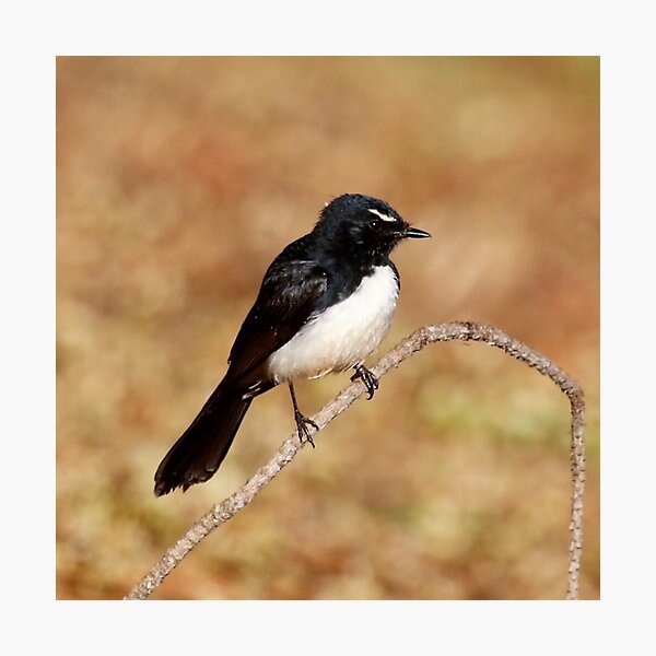 Item preview, Willie Wagtail  designed and sold by Wanderingeagles.