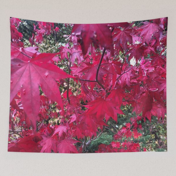 Item preview, Japanese Maple in the Fall designed and sold by BlueFoxCreative.