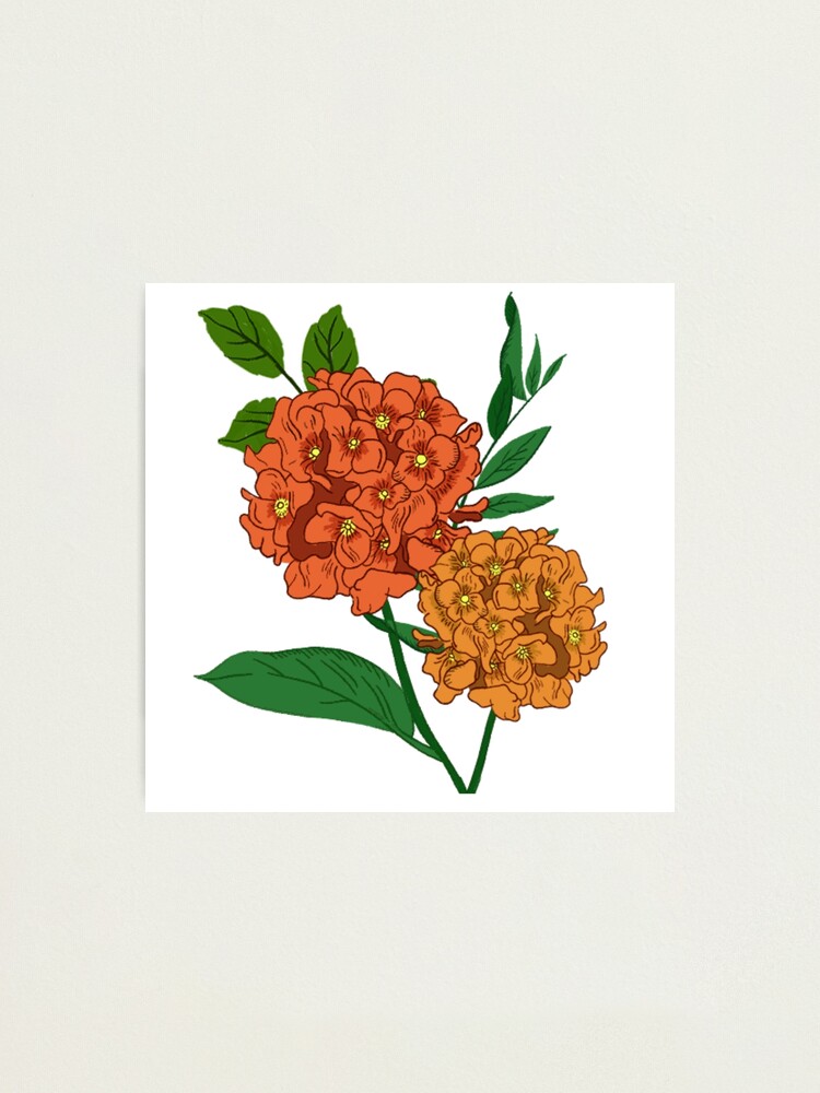 Lámina fotográfica «Flor de hortensia naranja» de zainasifzz | Redbubble