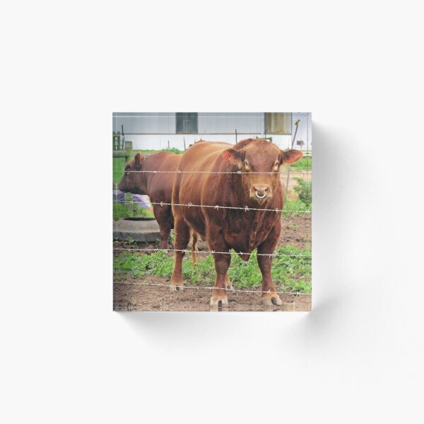 Aperçu de l'œuvre All Bull! créée et vendue par BiodiversityRocks.