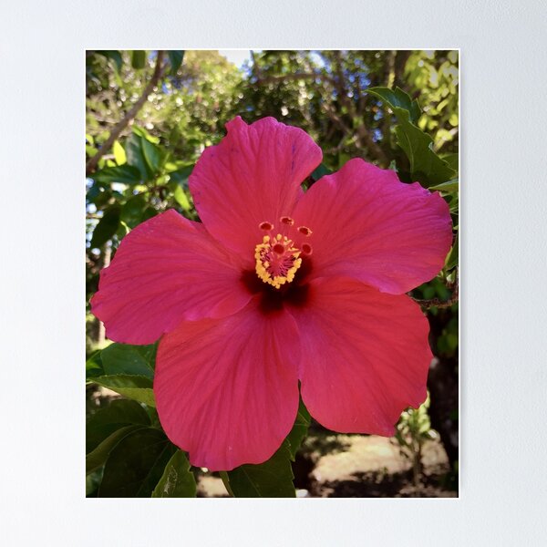 Item preview, Pink Hibiscus Flower Bali designed and sold by HolidayTees.