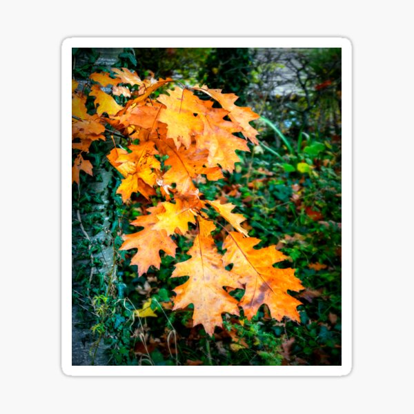 Item preview, Seasonal Colour designed and sold by ScenicViewPics.
