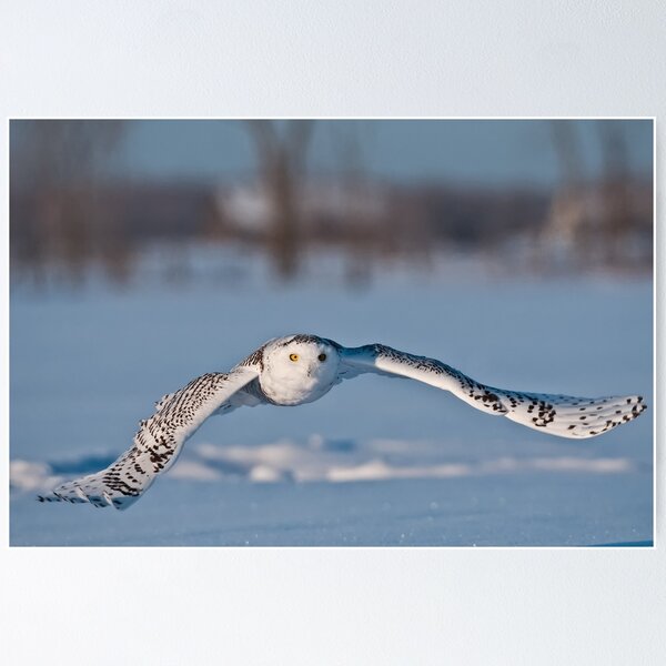 Artikelvorschau, Snowy Owl entworfen und verkauft von Owl-Images.