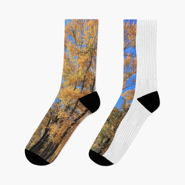 Item preview, Aspen forest designed and sold by zumi.