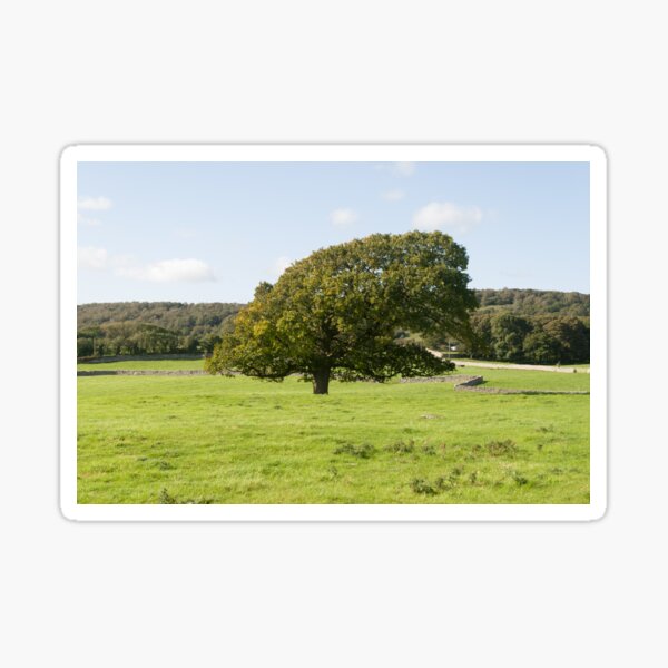 Silverdale Tree  Sticker