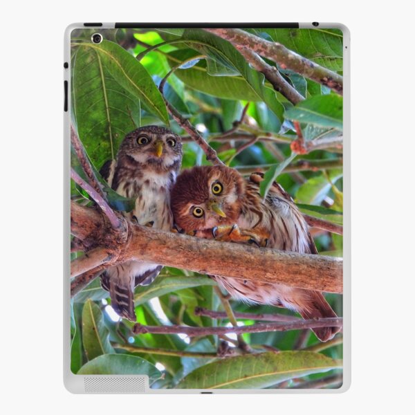 A Cute Couple - Ferruginous Pygmy Owls iPad Skin