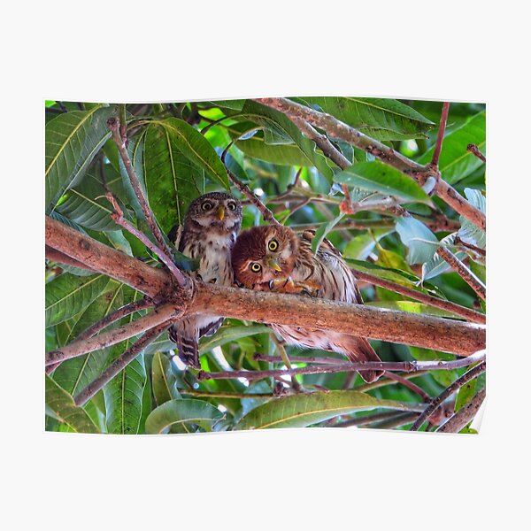A Cute Couple - Ferruginous Pygmy Owls Poster