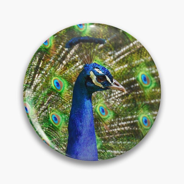 Aperçu de l'œuvre Conception de plumes de paon lumineux - oiseaux, amateurs d'oiseaux, plumes, motif de paon, cadeau d'oiseau, imprimé animal créée et vendue par GOdesign26.