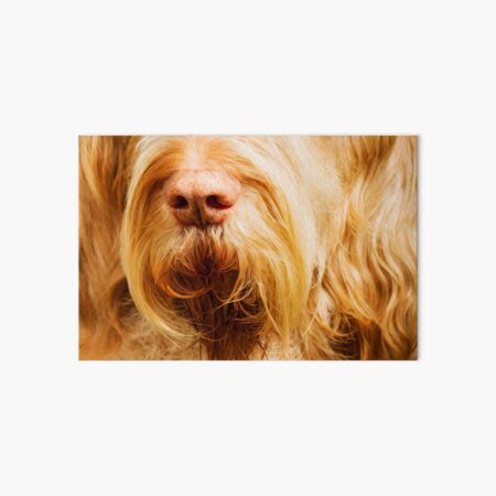Soft Spinone Nose Art Board Print