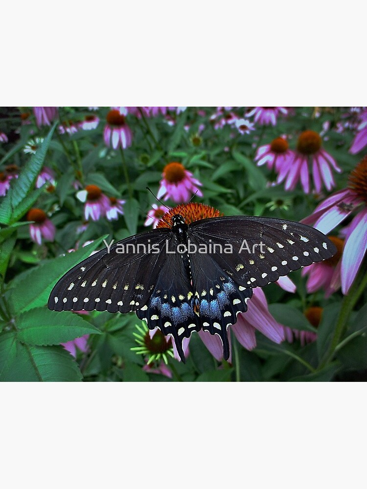 Black Swallowtail Butterfly before flying in search of sun By Yannis Lobaina by lobaina1979