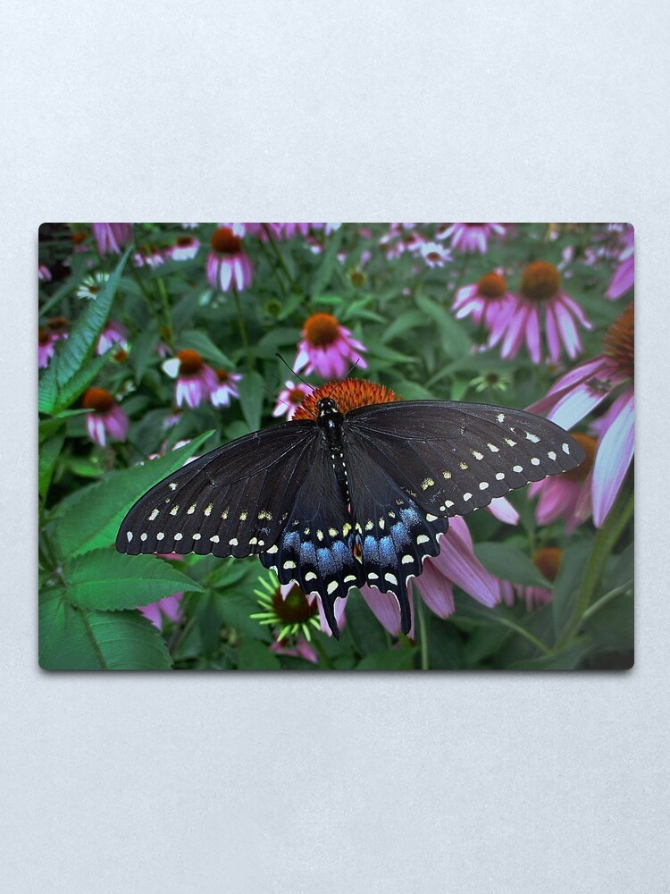 Alternate view of Black Swallowtail Butterfly before flying in search of sun By Yannis Lobaina Metal Print