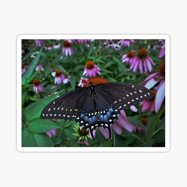 Black Swallowtail Butterfly before flying in search of sun By Yannis Lobaina Sticker