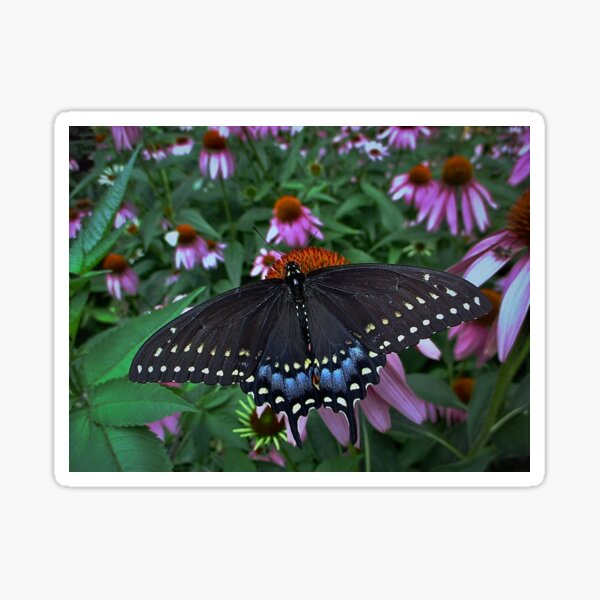 Black Swallowtail Butterfly  before flying in search of sun By Yannis Lobaina Sticker