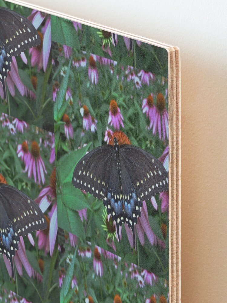 Alternate view of Black Swallowtail Butterfly before flying in search of sun By Yannis Lobaina Mounted Print