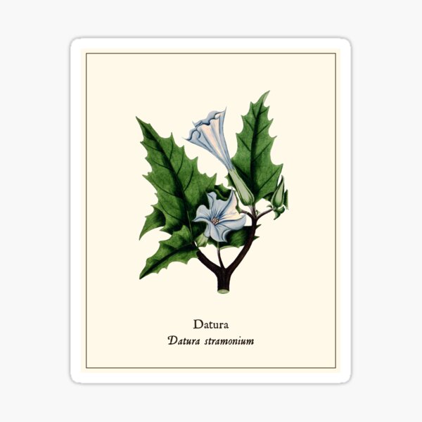 Item preview, Datura - Vintage Thornapple Print, Antique Botanical Illustration, Devils Trumpet, Witches Herbs designed and sold by Larkwort.