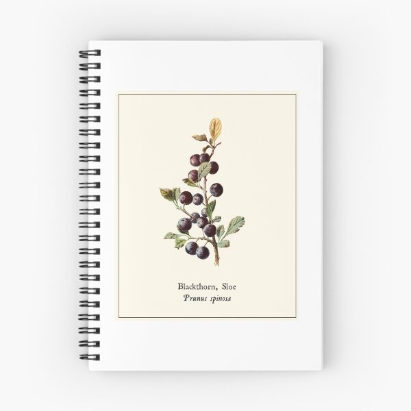 Item preview, Blackthorn - Vintage Sloe Illustration, Antique Botanical, Culinary Foraging, Witches Herbs designed and sold by Larkwort.