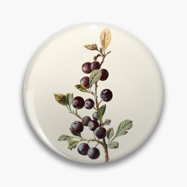 Item preview, Blackthorn - Vintage Sloe Illustration, Antique Botanical, Culinary Foraging, Witches Herbs designed and sold by Larkwort.
