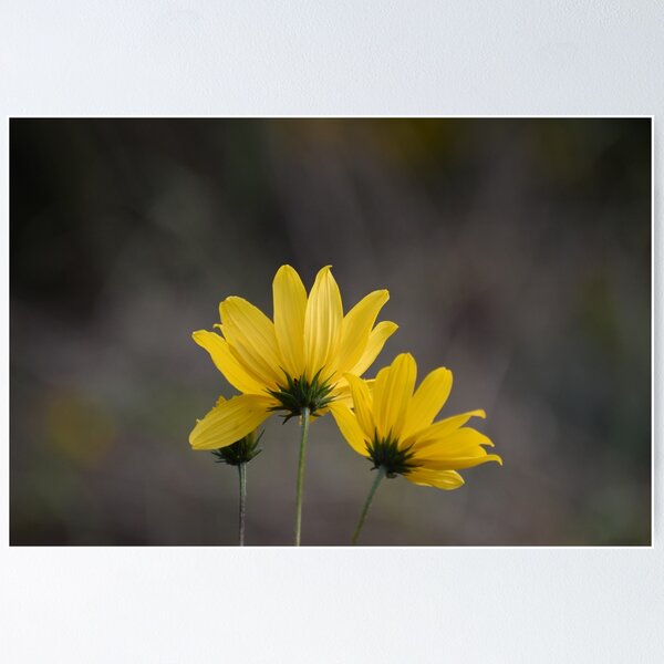 Item preview, 3 yellow flowers designed and sold by Tonia Delozier's Photography .