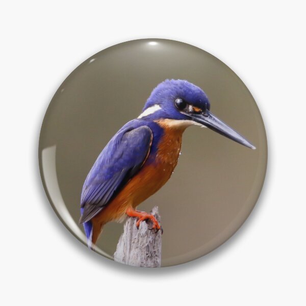 Azure Kingfisher Pin