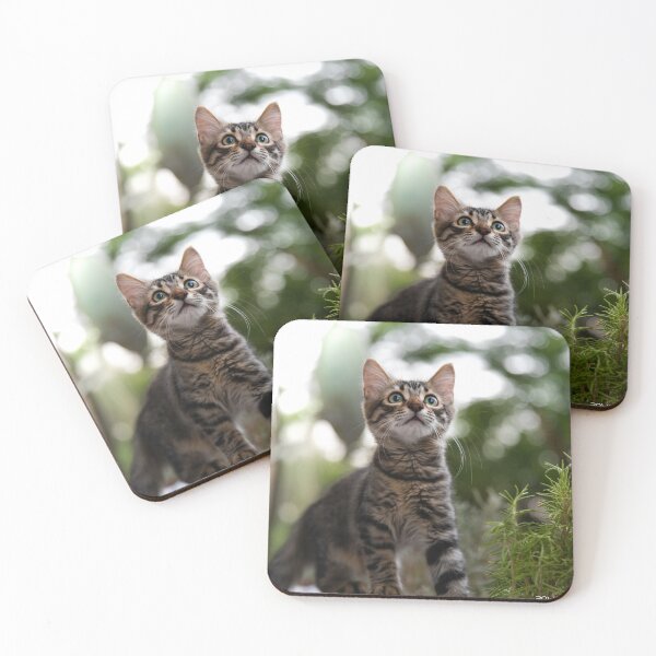 Item preview, Amgad the wonderer cat designed and sold by Moemadrizk.