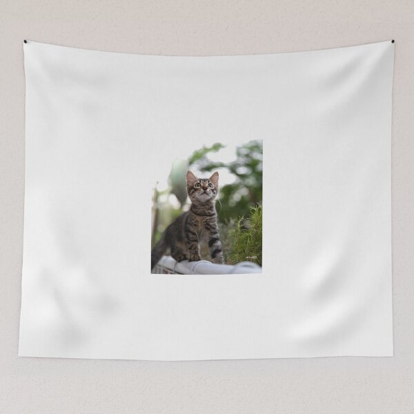 Item preview, Amgad the wonderer cat designed and sold by Moemadrizk.