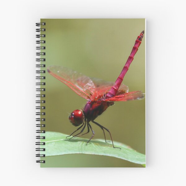 Item preview, Crimson Dropwing Dragonfly  designed and sold by Wanderingeagles.