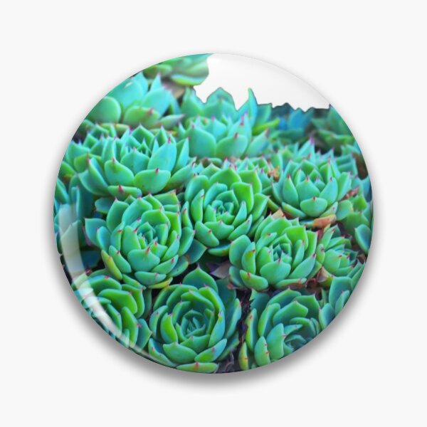 Item preview, suculentas en una fila del jardín. designed and sold by SamCapture.