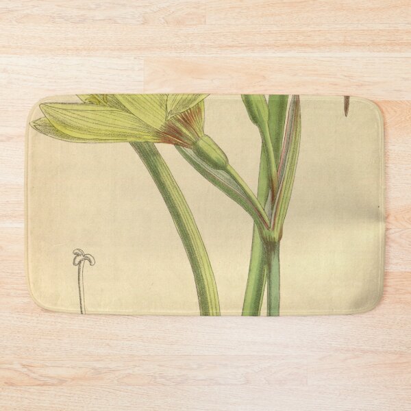 Item preview, Hippeastrum elwesii 141 8614 designed and sold by EsotericBotanic.