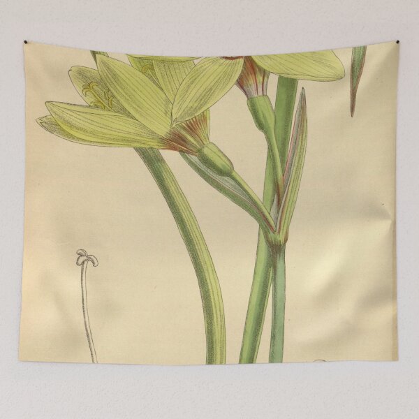 Item preview, Hippeastrum elwesii 141 8614 designed and sold by EsotericBotanic.
