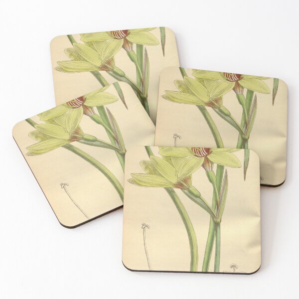 Item preview, Hippeastrum elwesii 141 8614 designed and sold by EsotericBotanic.