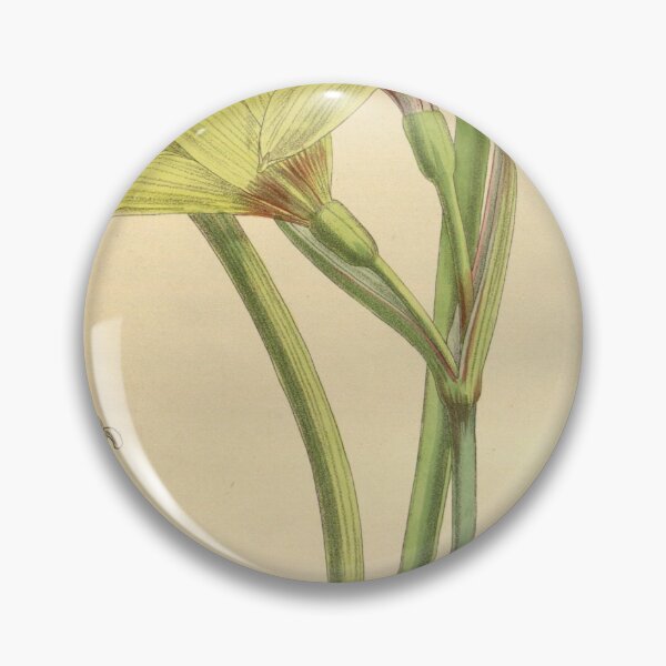 Item preview, Hippeastrum elwesii 141 8614 designed and sold by EsotericBotanic.
