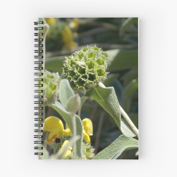 Item preview, Scrubby Jerusalem Sage  designed and sold by Naomi80.