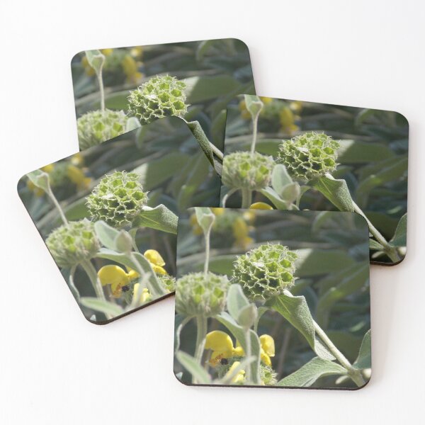 Item preview, Scrubby Jerusalem Sage  designed and sold by Naomi80.
