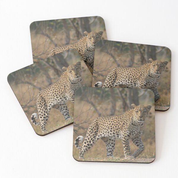 Item preview, Leopard in Moremi game Reserve in Botswana designed and sold by Wouter van Spijker.