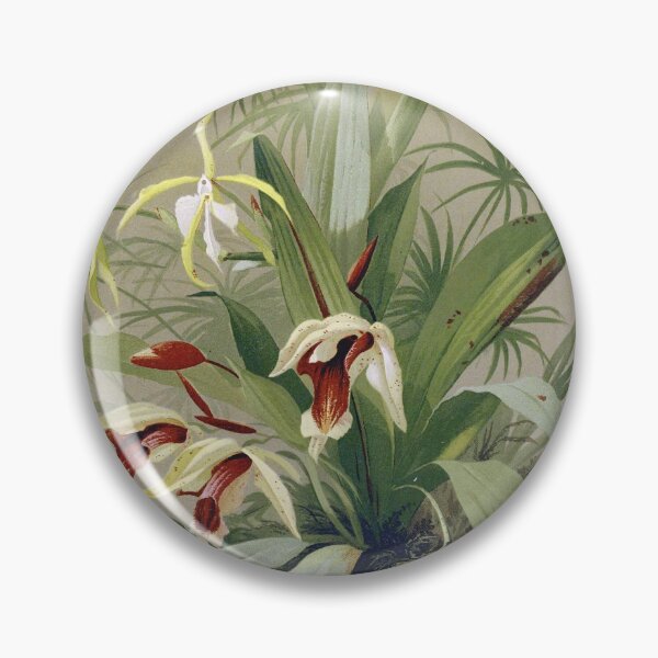 Item preview, Vintage French botanical illustration - Coelogyne speciosa - Emile Vouga Les orchidées 1840 designed and sold by Gardenlibrary.