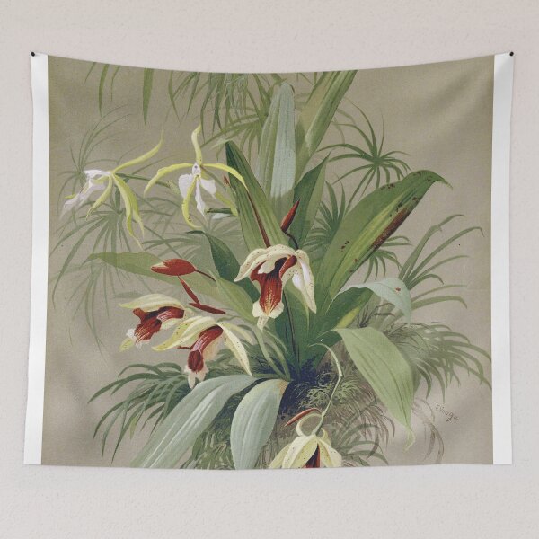 Item preview, Vintage French botanical illustration - Coelogyne speciosa - Emile Vouga Les orchidées 1840 designed and sold by Gardenlibrary.