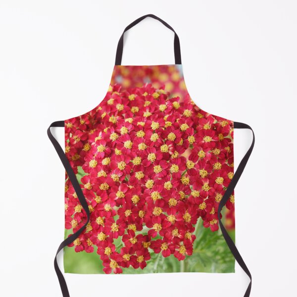 Item preview, Achillea 'Fanal' Yarrow Syn. Achillea 'The Beacon' designed and sold by Chris Burrows.