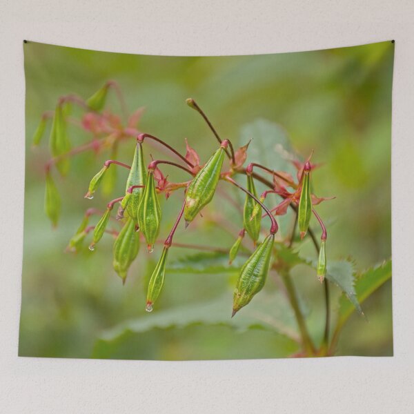 Item preview, Fruits of a Himalayan Balsam designed and sold by xophotography.